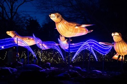 Holiday Lights to Return to the Bronx Zoo 